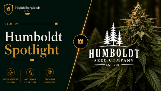 Humboldt Seed Company – US-Genetik aus dem Herzen Nordkaliforniens