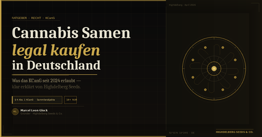 Cannabis Samen legal kaufen in Deutschland — Sammlerobjekte gemäß § 4 Abs. 1 KCanG bei Highdelberg Seeds & Co.