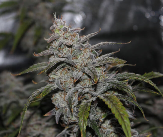 Grape Walker Kush Auto Feminised Seeds - 3 – Mephisto Genetics Sammlersamen | Highdelberg Seeds