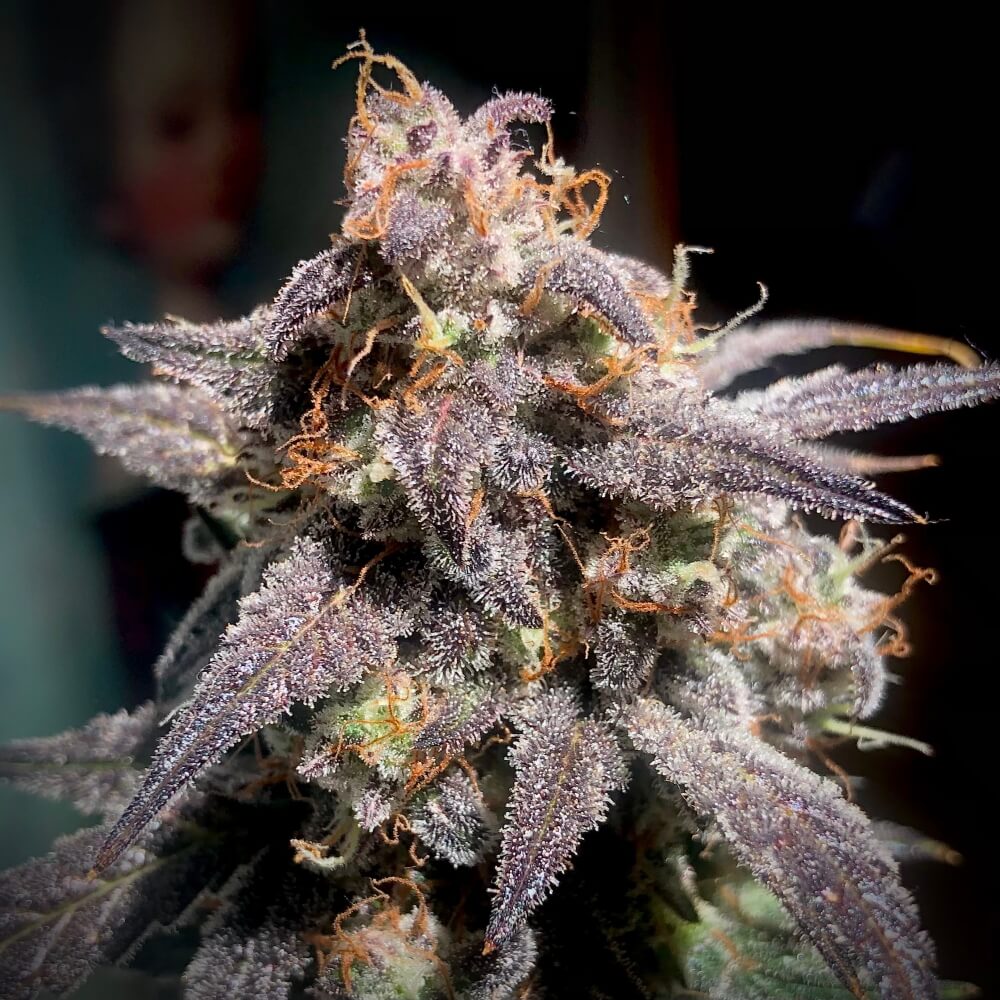 Super Orange Haze Auto Feminised Seeds - 3 – Mephisto Genetics Sammlersamen | Highdelberg Seeds