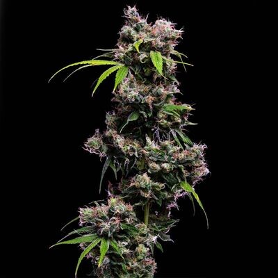 Hazy Voyage Feminisierte Samen – Green Bodhi – Green Bodhi | Highdelberg Seeds