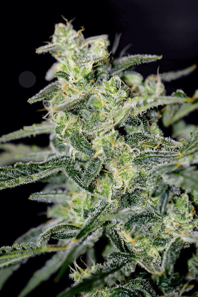Hubbabubbahaze Auto Feminised Seeds - 3 – Mephisto Genetics Sammlersamen | Highdelberg Seeds