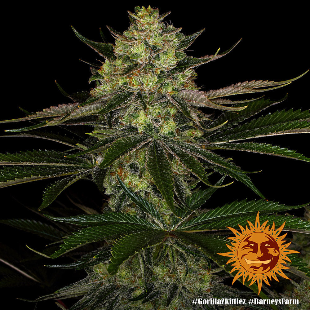 Gorilla Z Feminised Seeds – Barney's Farm | Highdelberg Seeds