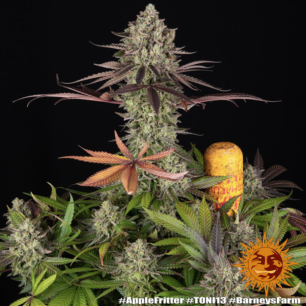 Apple Fritter Feminised Seeds – Barney's Farm | Highdelberg Seeds