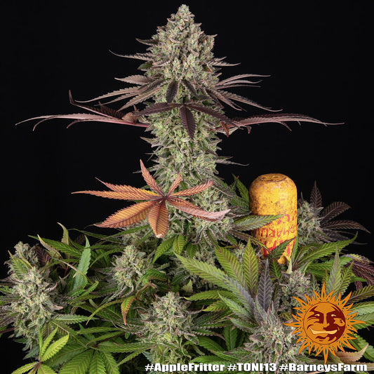 Apple Fritter Feminised Seeds – Barney's Farm | Highdelberg Seeds