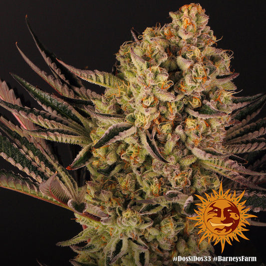 Dos Si Dos 33 Feminised Seeds – Barney's Farm | Highdelberg Seeds