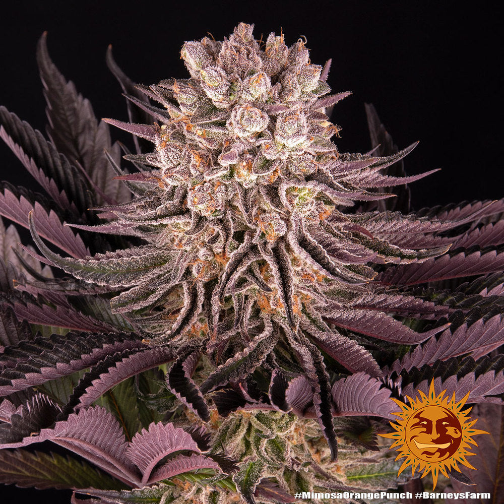 Mimosa x Orange Punch Feminised Seeds – Barney's Farm | Highdelberg Seeds
