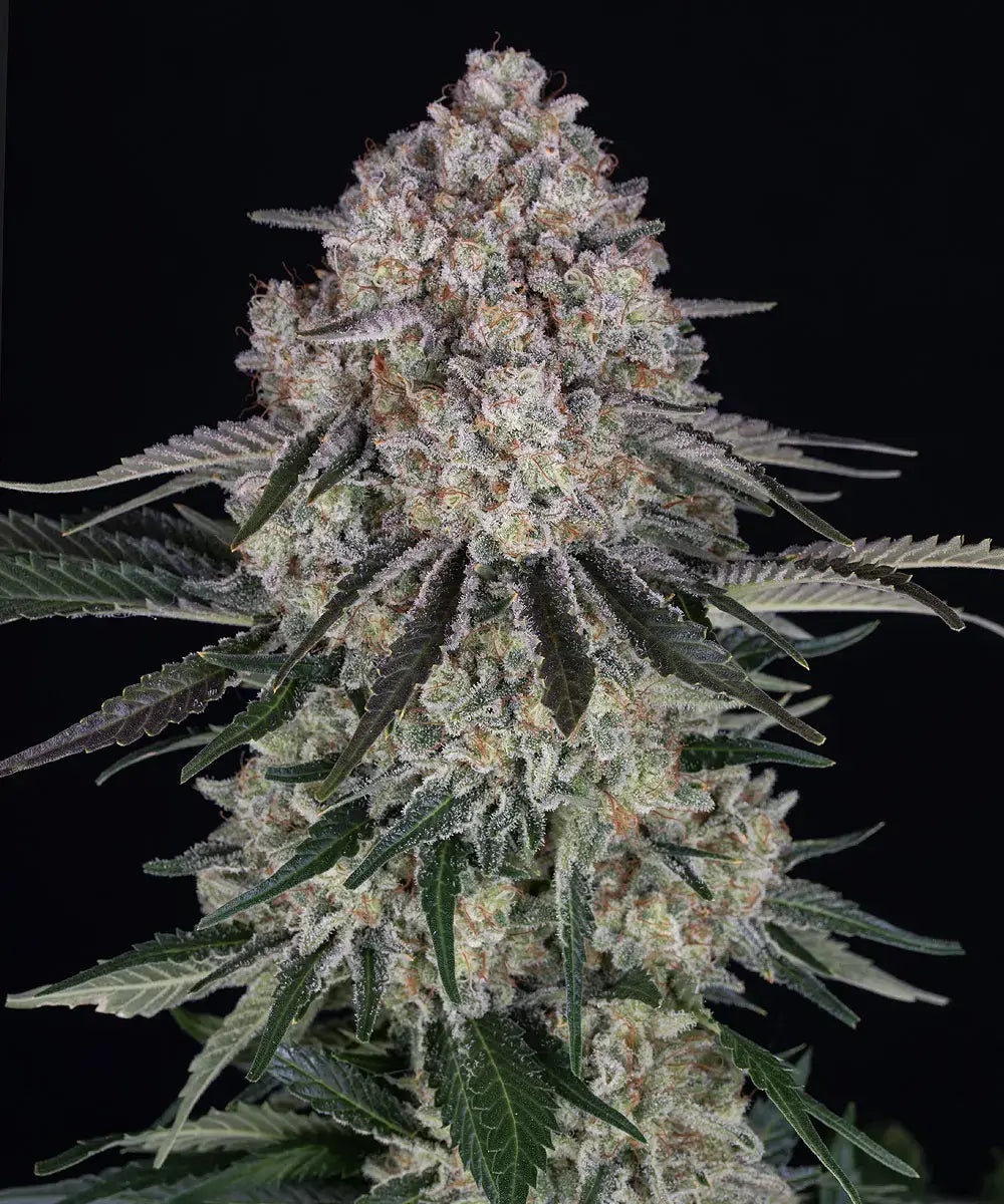 Sour Diesel Auto Feminised Seeds – Barney's Farm | Highdelberg Seeds