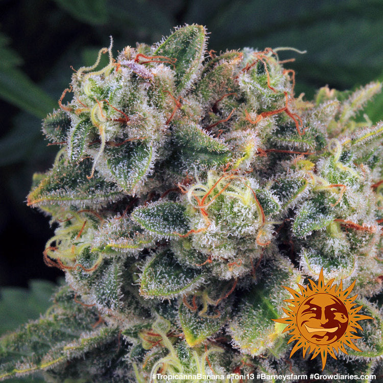 Tropicana Banana Feminised Seeds – Barney's Farm | Highdelberg Seeds