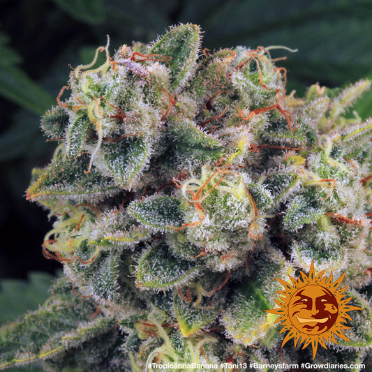 Tropicana Banana Feminised Seeds – Barney's Farm | Highdelberg Seeds