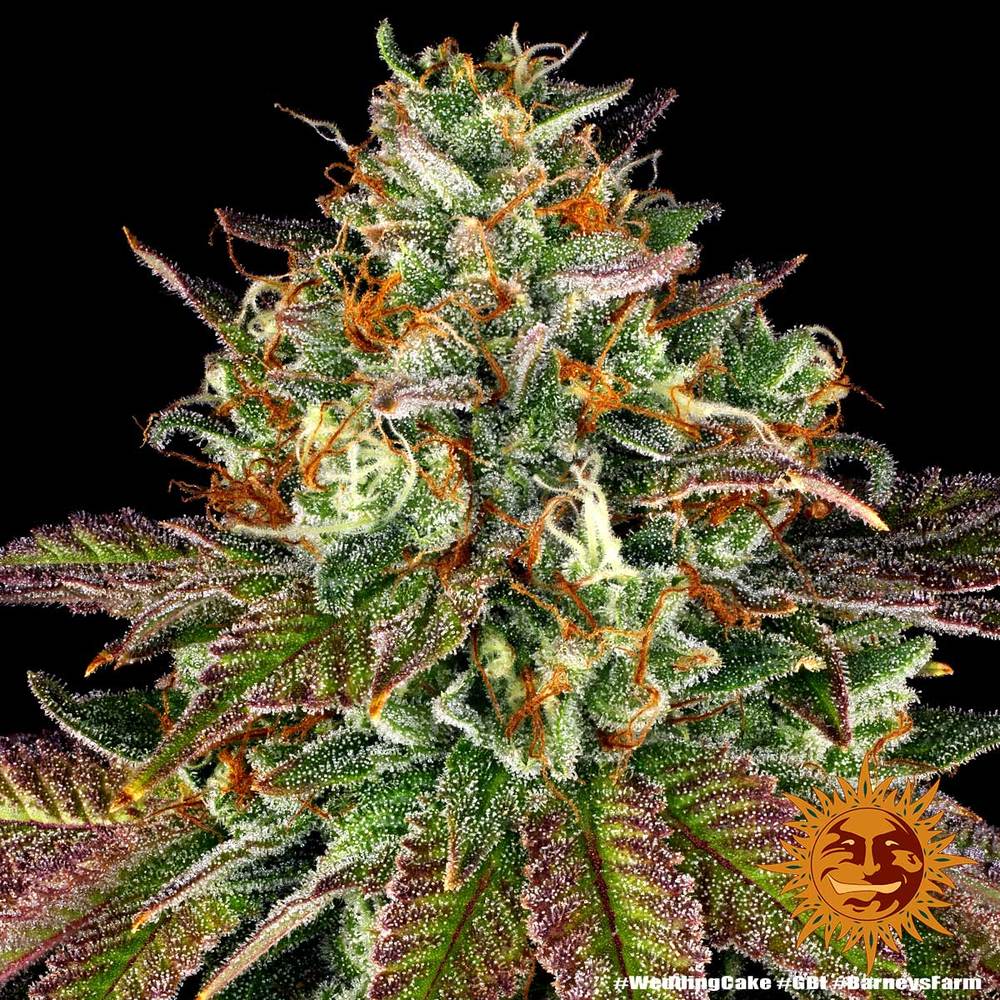 Wedding Cake Feminised Seeds – Barney's Farm | Highdelberg Seeds