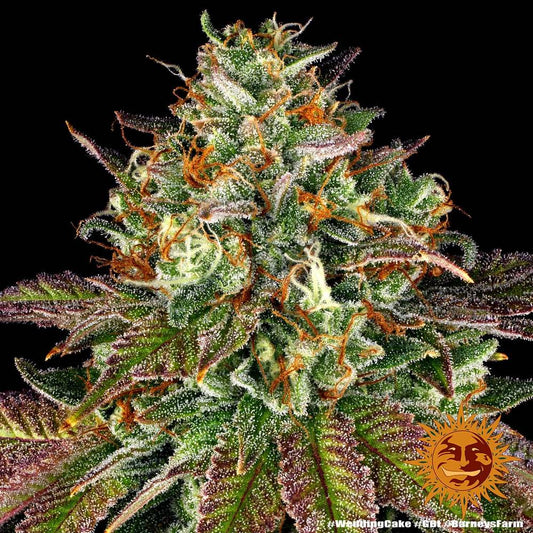 Wedding Cake Feminised Seeds – Barney's Farm | Highdelberg Seeds