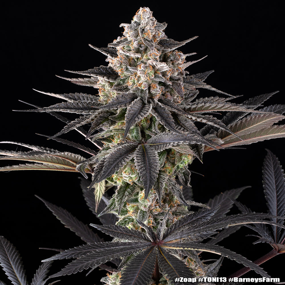 Zoap Feminised Seeds – Barney's Farm | Highdelberg Seeds