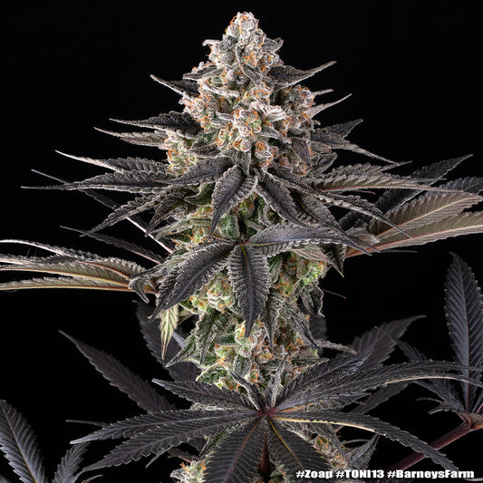 Zoap Feminised Seeds – Barney's Farm | Highdelberg Seeds