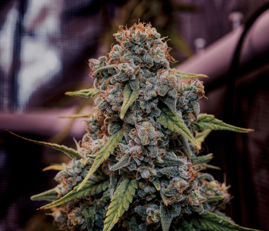 Genius Juice Feminisierte Samen – Brothers Grimm Seeds – Brothers Grimm Seeds | Highdelberg Seeds