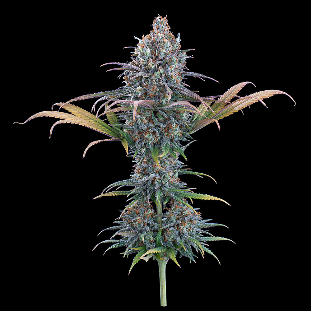 Cinderella Purple Feminisierte Samen – Brothers Grimm Seeds – Brothers Grimm Seeds | Highdelberg Seeds