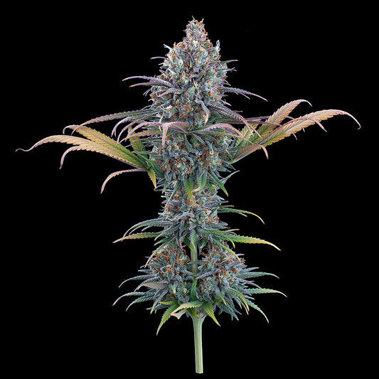 Cinderella Purple Feminisierte Samen – Brothers Grimm Seeds – Brothers Grimm Seeds | Highdelberg Seeds