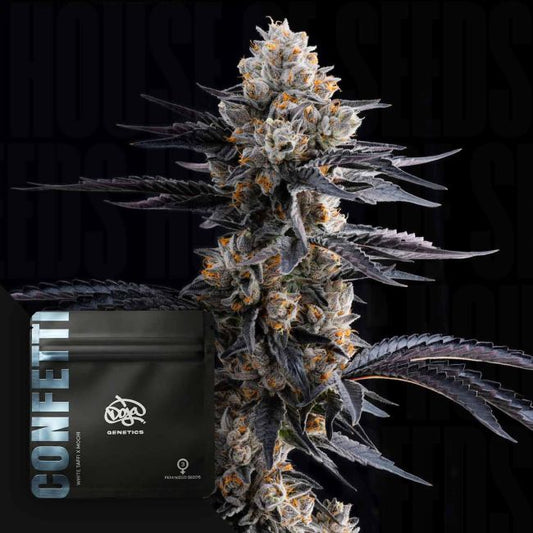 Confetti – Doja Pak Sammlerobjekt – Cannabis Samen von Doja Pak