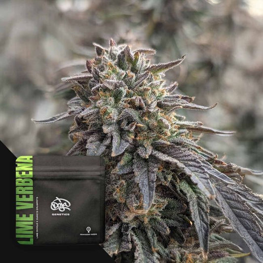 Lime Verbena – Doja Pak Sammlerobjekt – Cannabis Samen von Doja Pak
