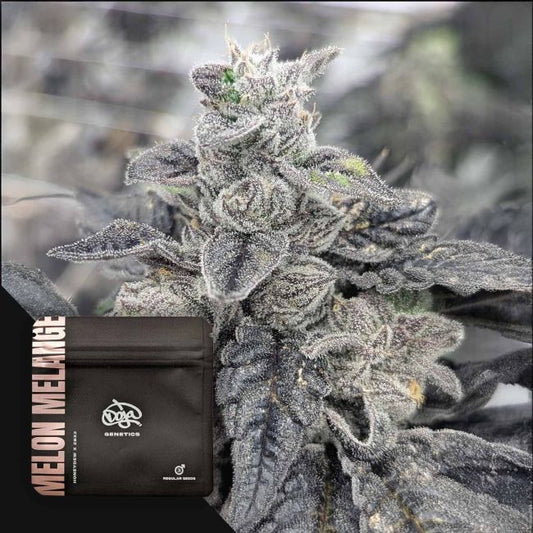 Melon Melange – Doja Pak Sammlerobjekt – Cannabis Samen von Doja Pak