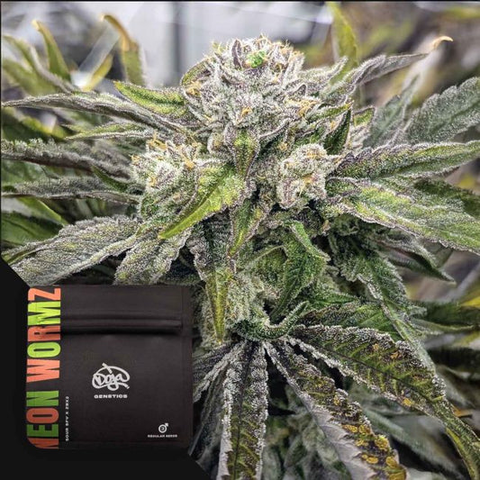 Neon Wormz – Doja Pak Sammlerobjekt – Cannabis Samen von Doja Pak