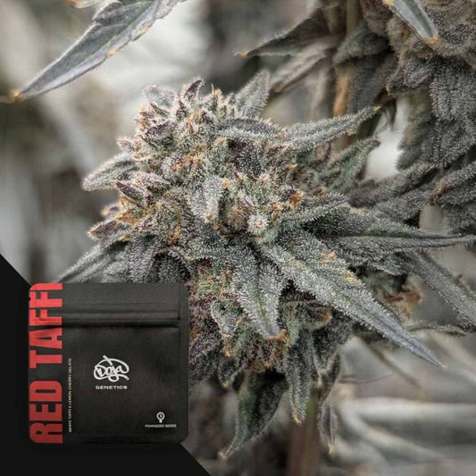 Red Taffi – Doja Pak Sammlerobjekt – Cannabis Samen von Doja Pak