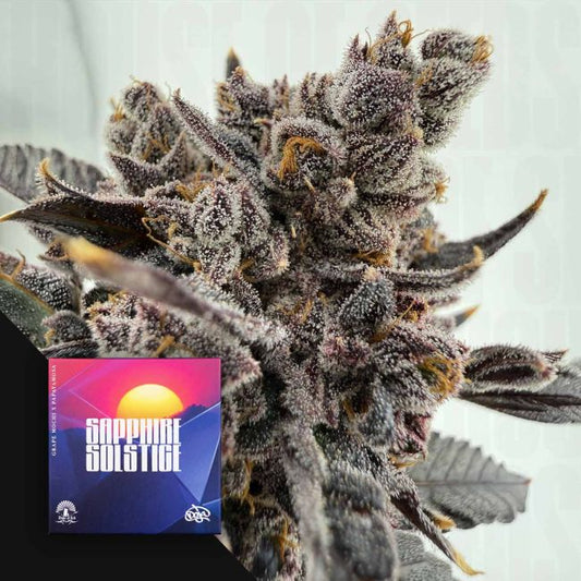 Sapphire Solstice – Doja Pak Sammlerobjekt – Cannabis Samen von Doja Pak