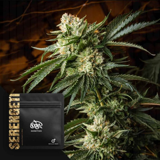 Serengeti – Doja Pak Sammlerobjekt – Cannabis Samen von Doja Pak