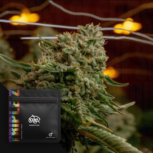 Triple Z – Doja Pak Sammlerobjekt – Cannabis Samen von Doja Pak