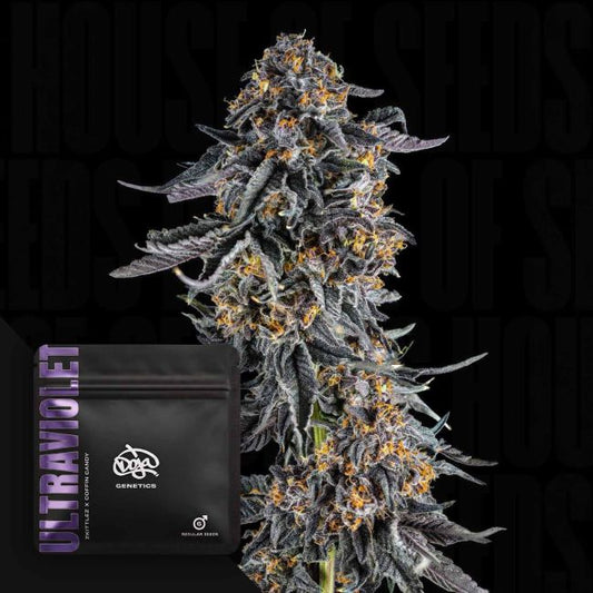 Ultraviolet – Doja Pak Sammlerobjekt – Cannabis Samen von Doja Pak