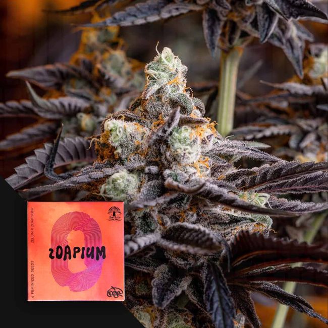Zoapium – Doja Pak Sammlerobjekt