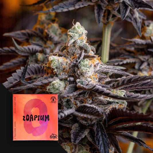 Zoapium – Doja Pak Sammlerobjekt – Cannabis Samen von Doja Pak