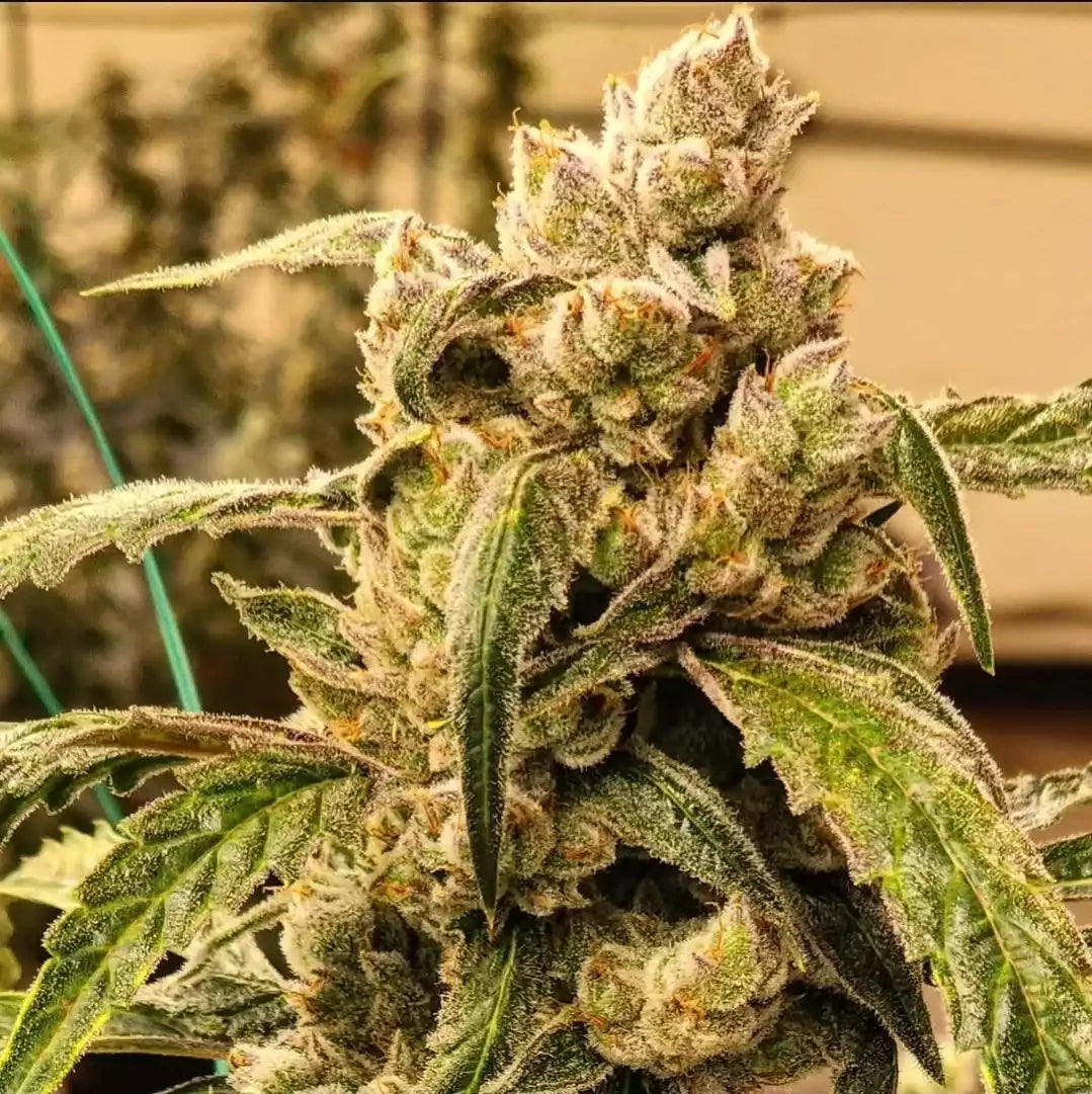 Banana Jealousy IBL Auto – Autoflowering Cannabis Samen von Ethos Genetics – Sammlerobjekt bei Highdelberg Seeds
