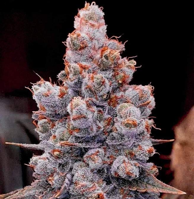 Banana Jealousy RF3 Auto – Autoflowering Cannabis Samen von Ethos Genetics – Sammlerobjekt bei Highdelberg Seeds