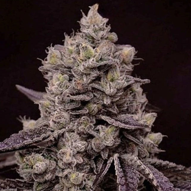 Fanta Sea RBX – Feminisiert Cannabis Samen von Ethos Genetics – Sammlerobjekt bei Highdelberg Seeds