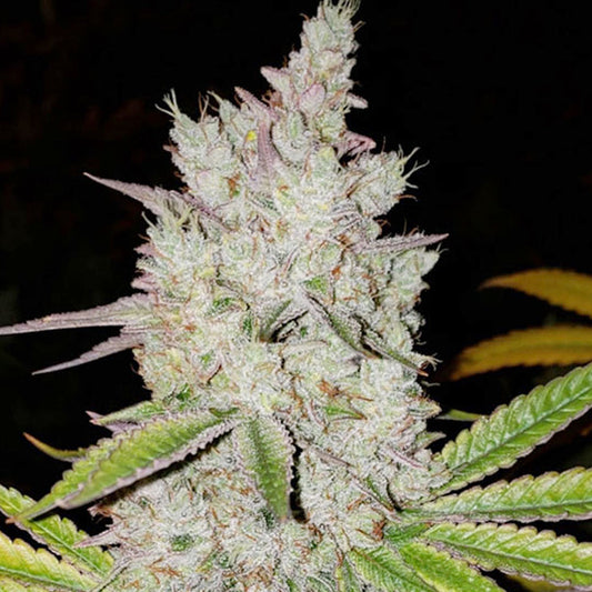 Lilac Diesel Auto RBX2 – Autoflowering Cannabis Samen von Ethos Genetics – Sammlerobjekt bei Highdelberg Seeds