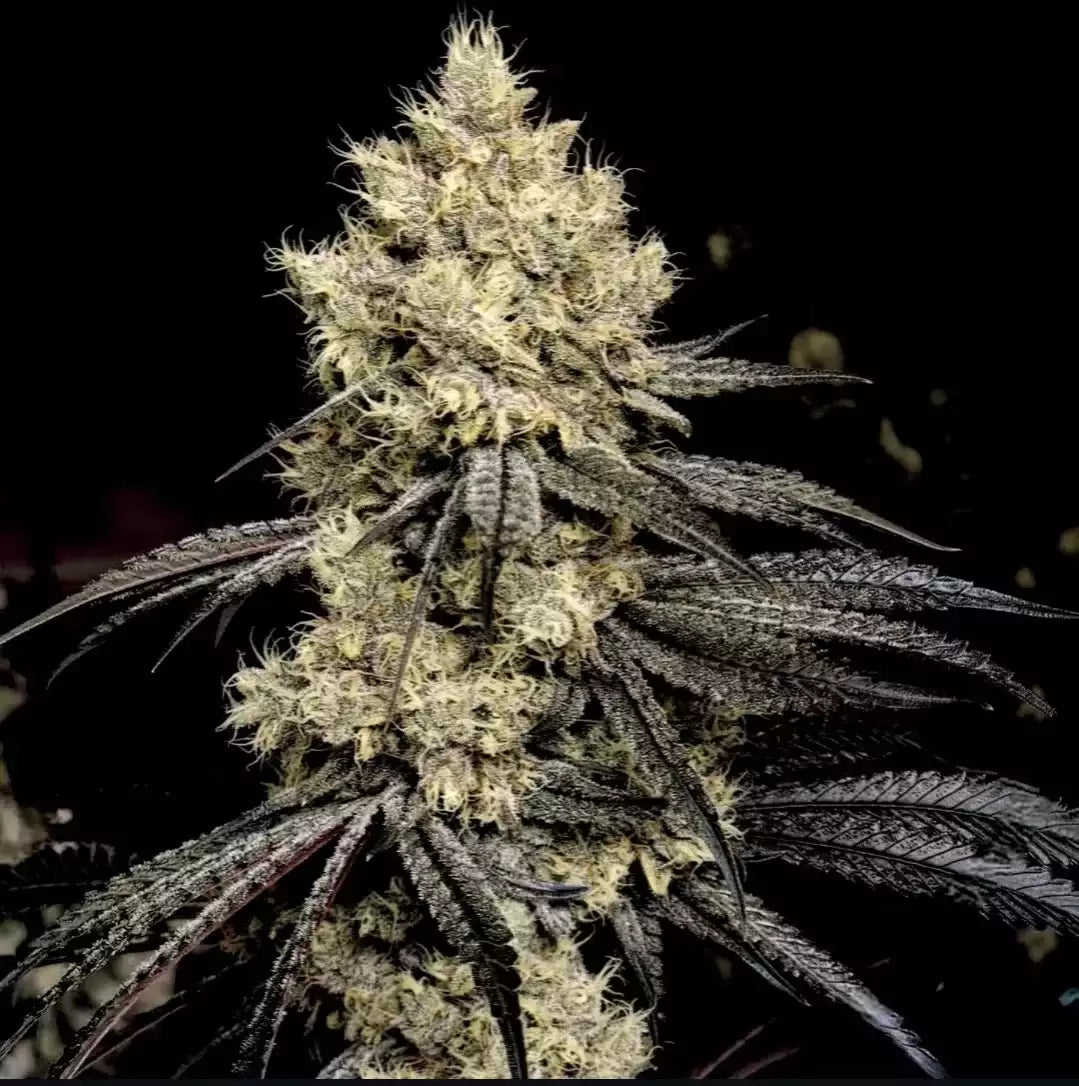 Pillows R1 – Feminisiert Cannabis Samen von Ethos Genetics – Sammlerobjekt bei Highdelberg Seeds