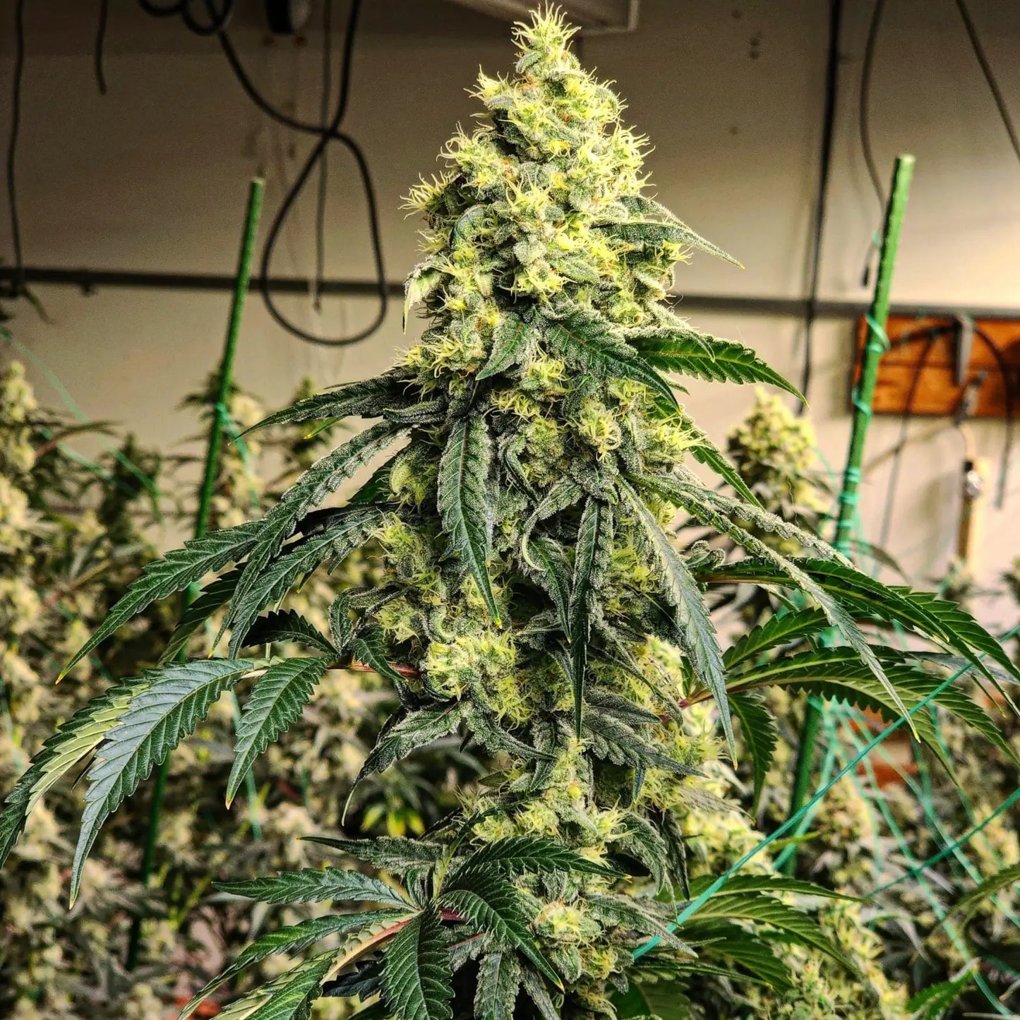 Sour G R1 – Feminisiert Cannabis Samen von Ethos Genetics – Sammlerobjekt bei Highdelberg Seeds