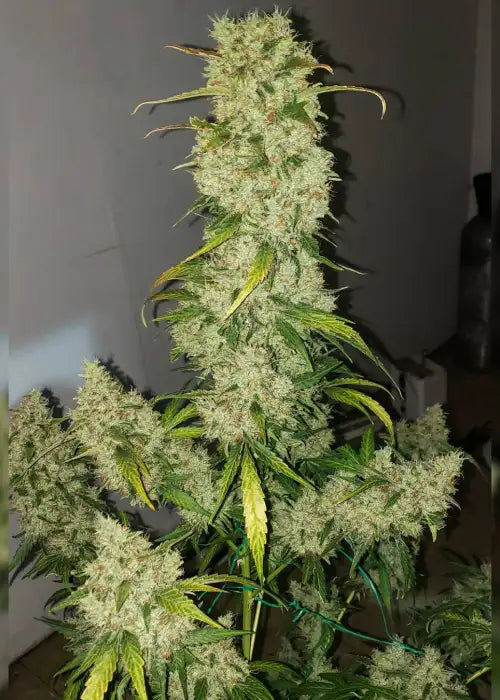 Zweet Auto RBX2 – Autoflowering Cannabis Samen von Ethos Genetics – Sammlerobjekt bei Highdelberg Seeds