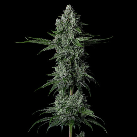 Grandpa's Stash R2 – Feminisiert Cannabis Samen von Ethos Genetics – Sammlerobjekt bei Highdelberg Seeds