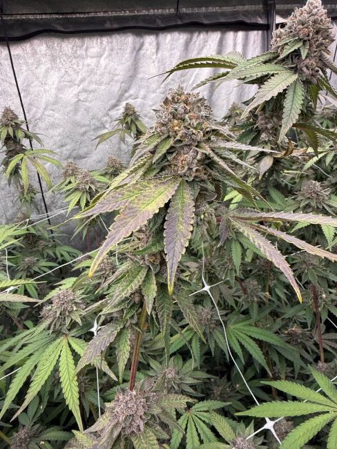 Biscotti Gelato Fem Samen — Fast Buds Samen Sammlerobjekt