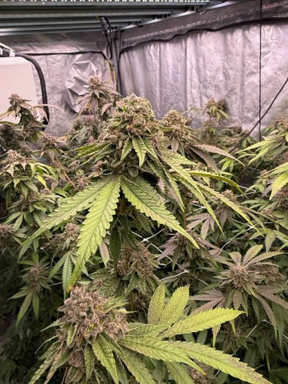 Biscotti Gelato Fem Samen — Fast Buds Samen Sammlerobjekt — Ansicht 2