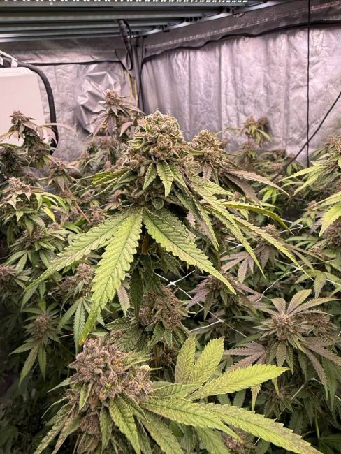 Biscotti Gelato Fem Samen — Fast Buds Samen Sammlerobjekt — Ansicht 2