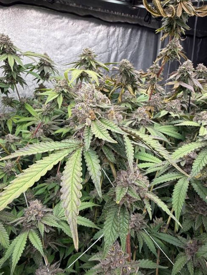 Biscotti Gelato Fem Samen — Fast Buds Samen Sammlerobjekt — Ansicht 3