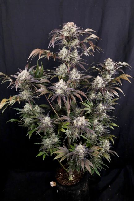 Frost Banger F4 Auto Samen — Fast Buds Samen Sammlerobjekt