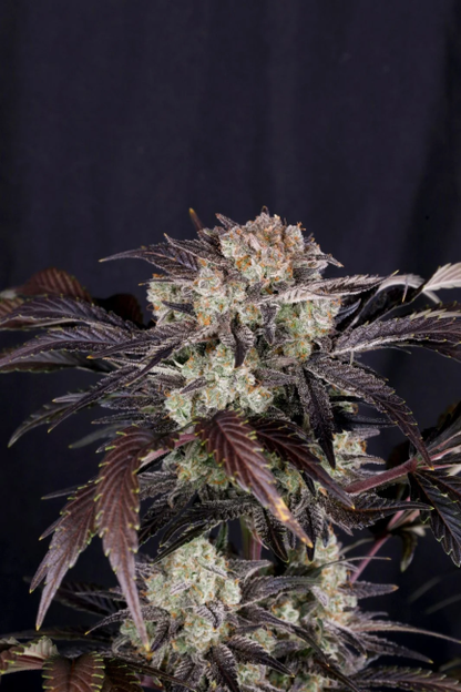 Frost Banger F4 Auto Samen — Fast Buds Samen Sammlerobjekt — Ansicht 2