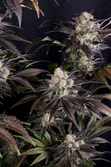 Frost Banger F4 Auto Samen — Fast Buds Samen Sammlerobjekt — Ansicht 3