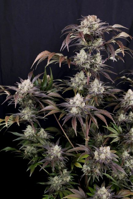 Frost Banger F4 Auto Samen — Fast Buds Samen Sammlerobjekt — Ansicht 4