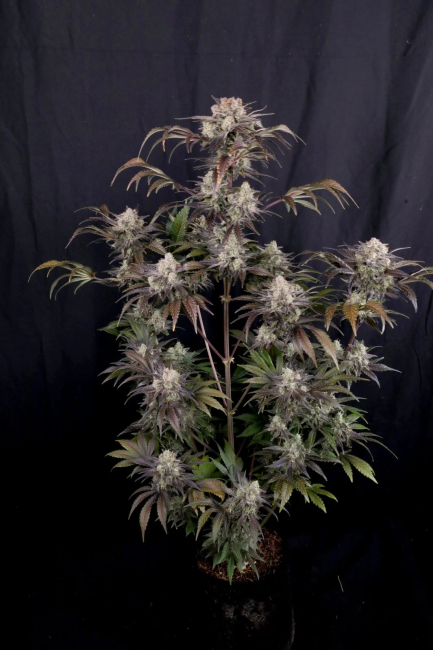 Frost Banger F4 Auto Samen — Fast Buds Samen Sammlerobjekt — Ansicht 5