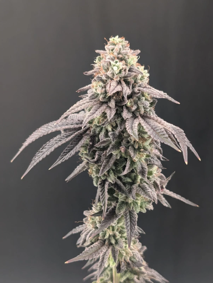 Garlic Mint Sherbet Fem Samen — Fast Buds Samen Sammlerobjekt